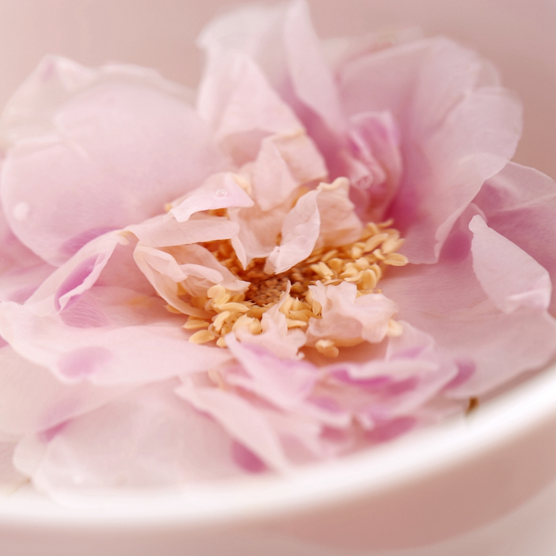 味BACK | 平阴玫瑰花冠茶 20朵/盒